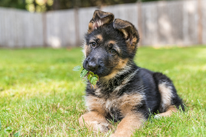 How to groom a german shepherd 